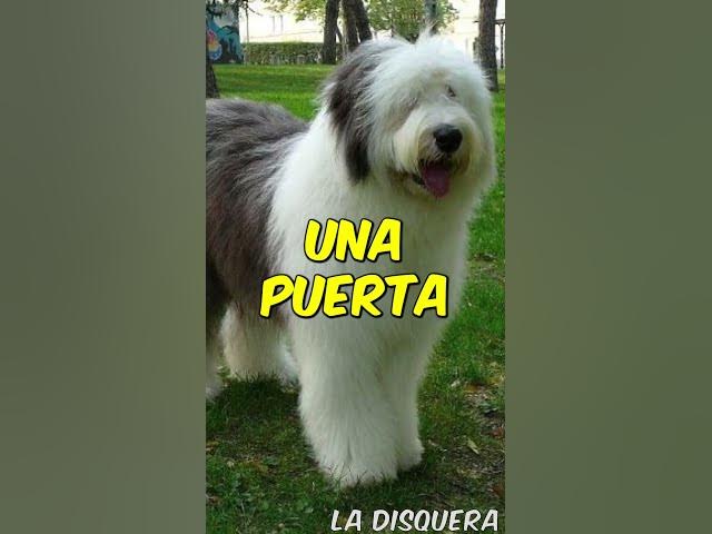 Video thumbnail for Sabías que Karol G caminando por las calles de Medellín encontró a un perrito