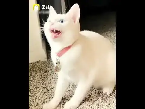 Video thumbnail for new funny animal WhatsApp status  😁😁😂😂😁channel please subscribe##@#@@@