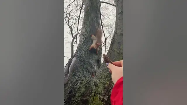 Video thumbnail for Do squirrels have good senses?#shorts