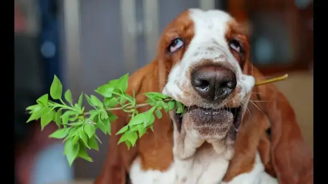 Video thumbnail for Pros and Cons of Owning a Basset Hound