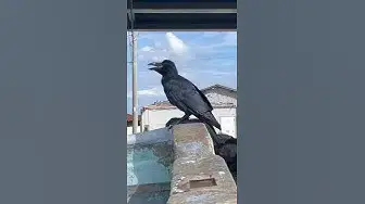 Video thumbnail for Curious crow🤔🤨😀#shorts