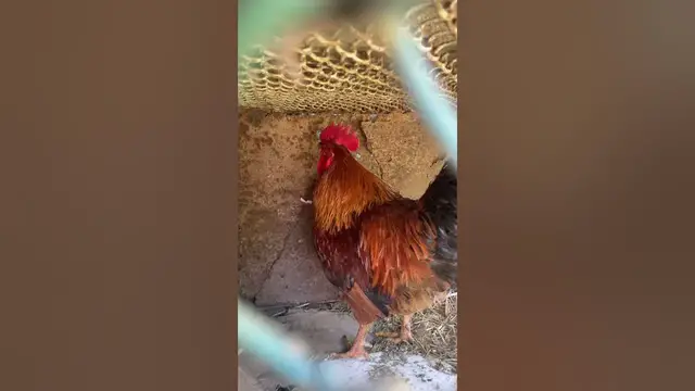 Video thumbnail for The most beautiful rooster You've ever seen!😉😘😎#shorts