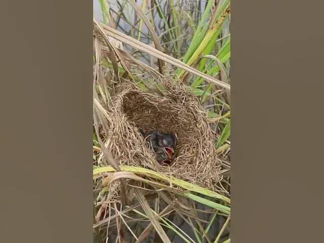Video thumbnail for Babies Bird viral Bird Birdviral#030 #newbornkids  #viral #trending #shorts #short  #birdwatching #
