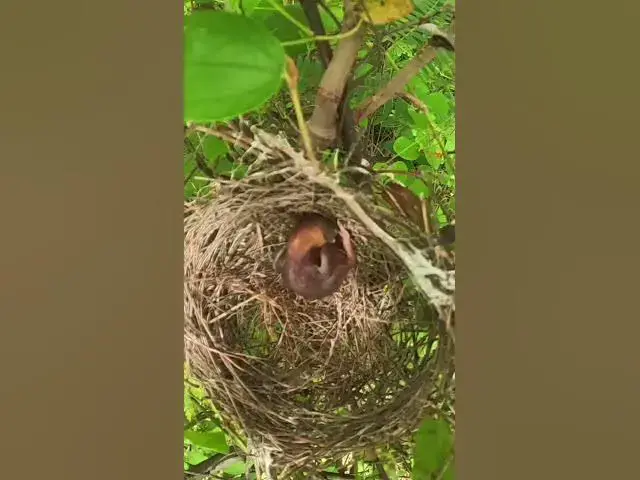 Video thumbnail for Top Baby Peacock raising in Nest #Ornithology #Nature #Biodiversity #Eggceptional #Eggstraordinary #