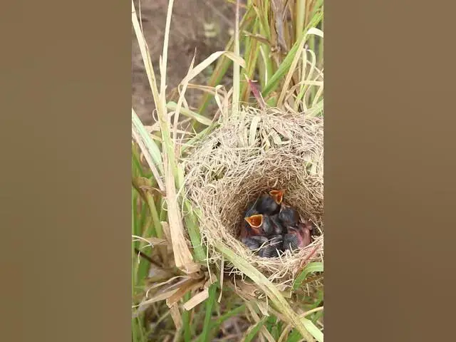 Video thumbnail for Baby Bird waiting Feed #birdspotting #birdslover #birdwatch #wildlife #birdwatching #nature