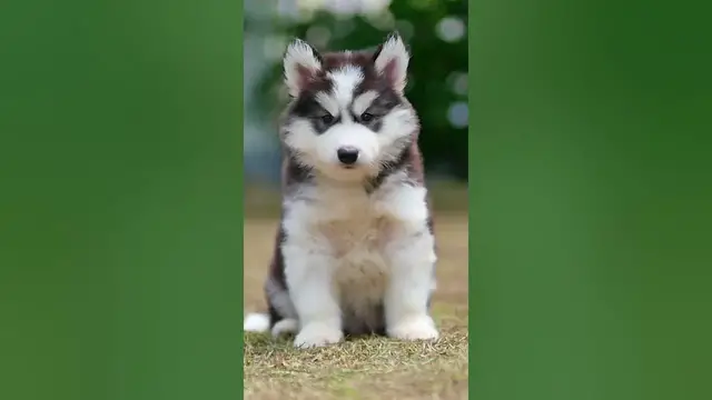 Video thumbnail for Siberian Husky Puppy #shorts