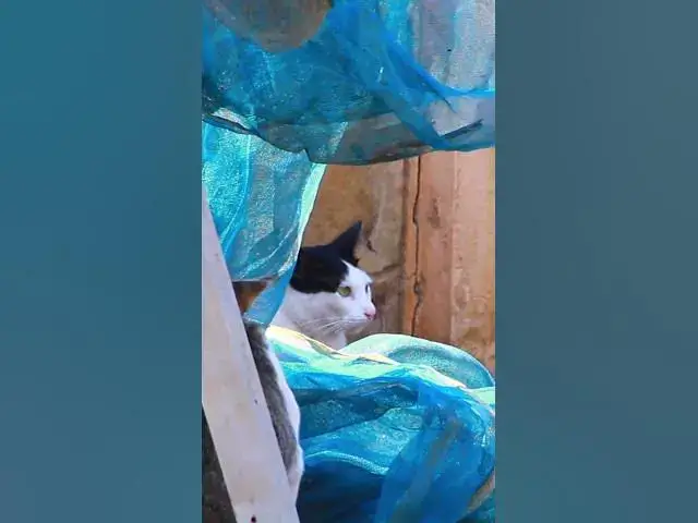 Video thumbnail for Black & White Cat 1 #cat #shortcat #catchcatch #bitcat  #animals #cute #catlover  #cutecat