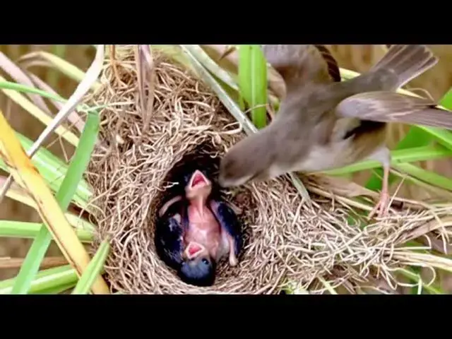 Video thumbnail for Amazing Nest Bird Baby Cuckoo birds to cries eat food on nest alot