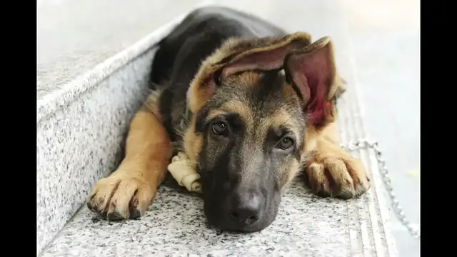 Video thumbnail for German Shepherd: Male and Female Dog Names