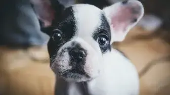 Video thumbnail for 25 Pros and Cons of Owning a French Bulldog