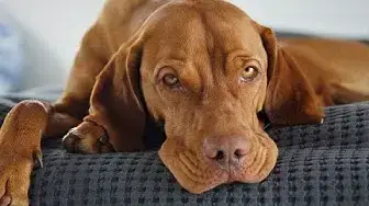Video thumbnail for 10 Pros and Cons of Owning a Vizsla