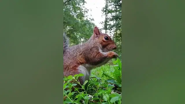 Video thumbnail for Are squirrels friendly? #shorts