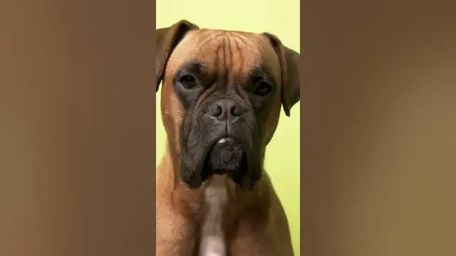 Video thumbnail for 3 cons of owning a Boxer dog#shorts