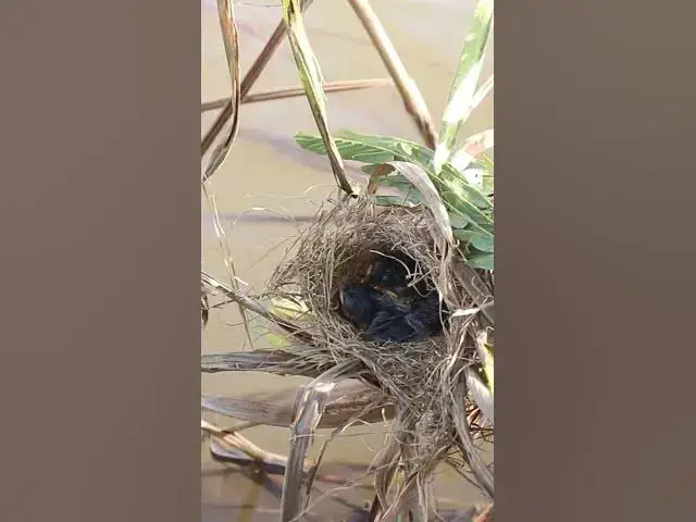 Video thumbnail for Baby Bird's Remarkable Feat Eat In Nest EP#112 #birdslover #birdwatch #wildlife #viralvideo #birds #