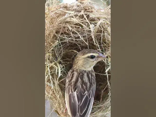 Video thumbnail for #@topbird #babycryfeed #amazingbird #topbird #Stripethroated  #Feeding #BabyBirds #inNest #Heartwarm