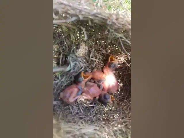 Video thumbnail for Top Babies Bird Life AP#045 #Feedigbirds #nature #shortvideo #viralvideo #birds #wolfbird #nest