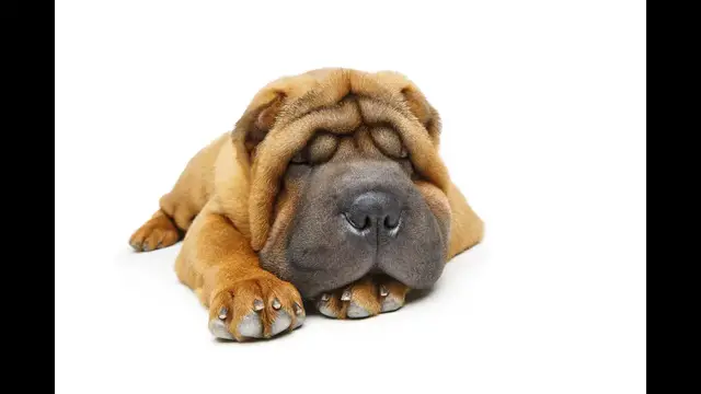 Video thumbnail for 30 Pros and Cons of Owning a Chinese Shar-Pei
