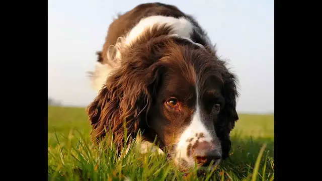 Video thumbnail for 22 Pros and Cons of Owning an English Springer Spaniel