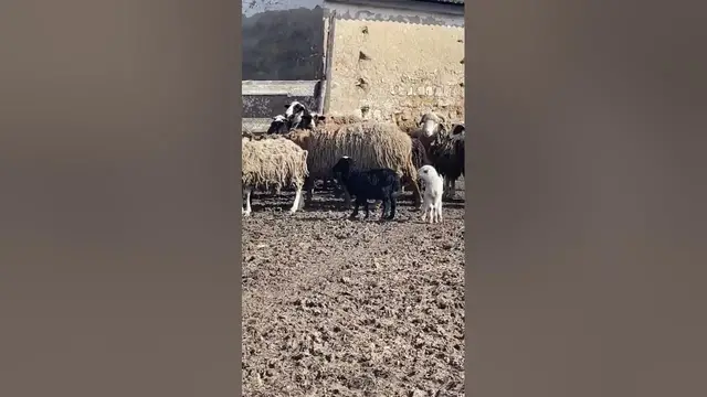 Video thumbnail for Is it correct to say a flock of sheep?🤔🤨#shorts