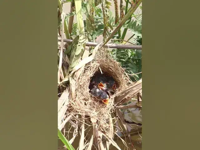 Video thumbnail for All Babies Widl Bird   #birdwatching #birdslover #birdparenting #birdwatch #sparrowfeeding #nature