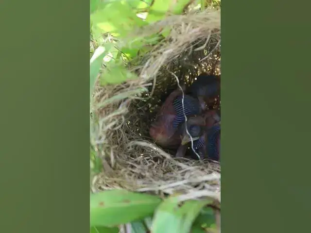 Video thumbnail for Top Bird Feed Baby in Nest #birds #nest #babyanimal #birdnestandbaby #babybird #nestfornewbies