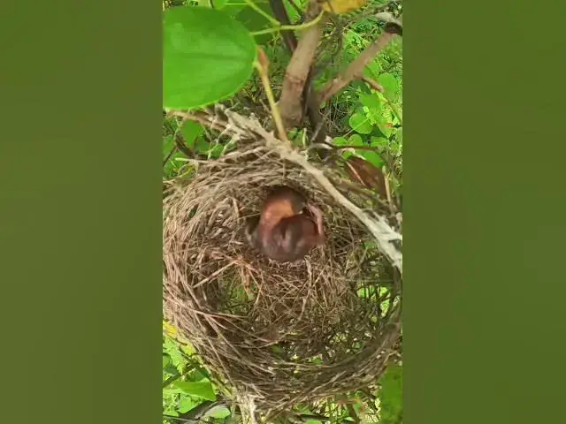 Video thumbnail for Baby Peacock raising #Ornithology #Nature #Biodiversity #Eggceptional #Eggstraordinary #Eggsplore