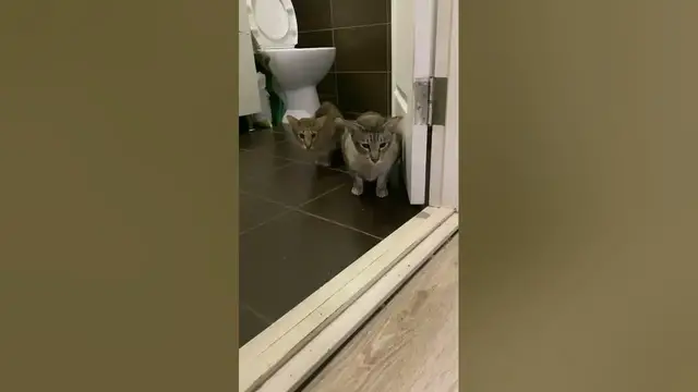 Video thumbnail for Oriental Cat Breed😘😎😍#shorts