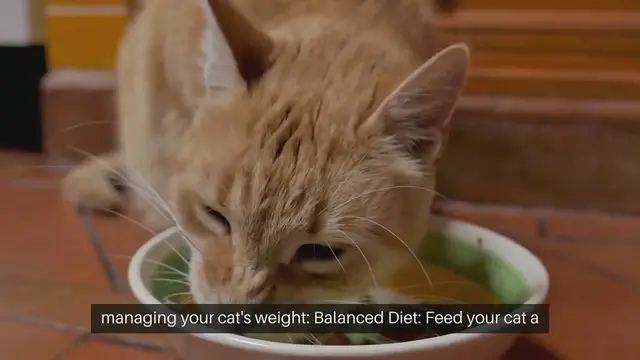Video thumbnail for Cat Weight Management Strategies