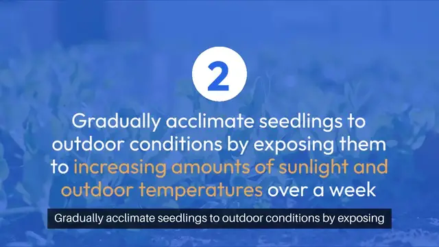 'Video thumbnail for Transplanting Seedlings Tips'