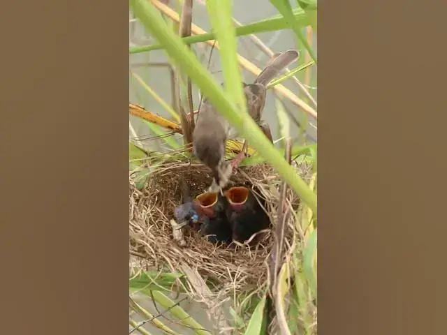 Video thumbnail for Grown Bird Sparrow Feed Food #birdslover #birdwatch #wildlife #birdwatching #nature #birdfeeding