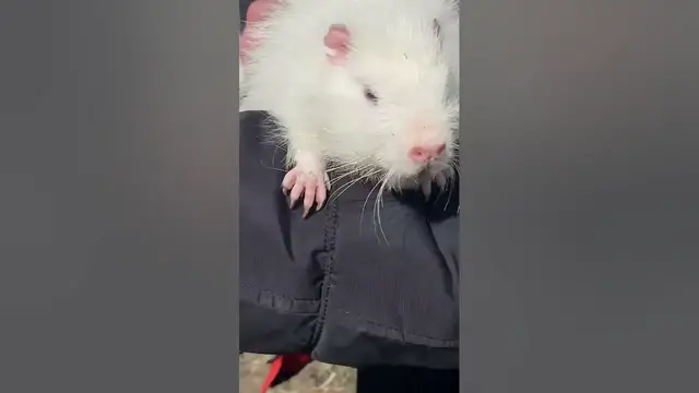 Video thumbnail for White Nutria😘😍#shorts