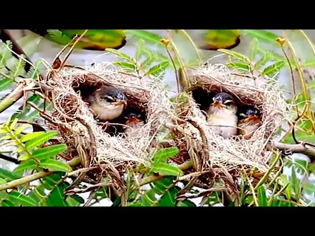 'Video thumbnail for At field on grass, wild bird eating food now'