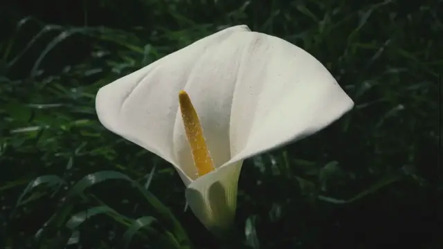 'Video thumbnail for Low Light Wonders: The Magic of Peace Lily in Dimly Lit Spaces'