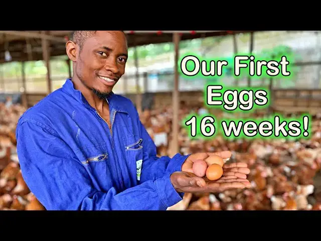 'Video thumbnail for First Eggs at 16 Weeks Old! Our First Eggs Have Arrived! | Otto's Farms 馃馃悢'