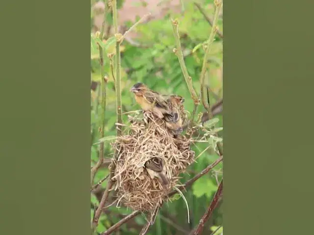'Video thumbnail for Mother bird feed #birds #nature'