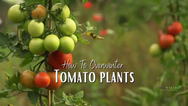 'Video thumbnail for How To Overwinter Tomato Plants?'