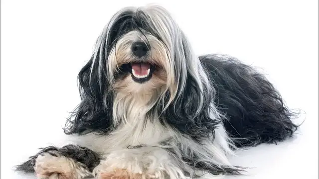 Video thumbnail for 15 Pros and Cons of Choosing a Tibetan Terrier as Your Pet