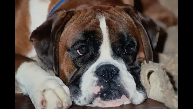 Video thumbnail for 17 Pros and Cons of Owning a Boxer Dog
