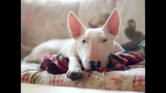 Video thumbnail for English Bull Terrier: Male and Female Dog Names