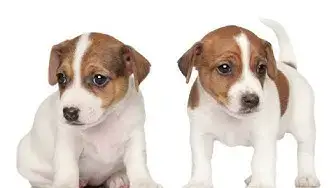 Video thumbnail for 24 Pros and Cons of Owning a Jack Russell Terrier