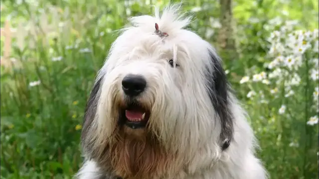 Video thumbnail for 15 Pros and Cons of Owning an Old English Sheepdog