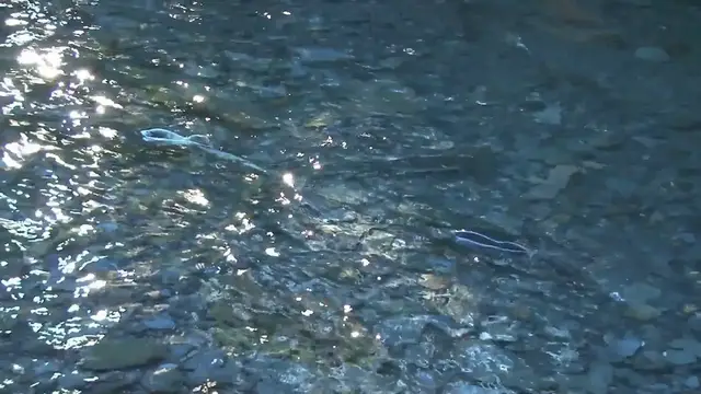 Video thumbnail for Fish Tales and Vacuum Seals: Chasing Oregon's Legendary Steelhead