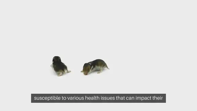 Video thumbnail for Hamster Health Issues