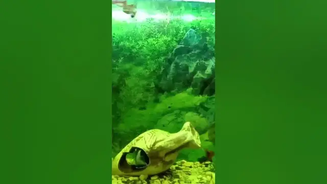 Video thumbnail for Aquarium fish#shorts