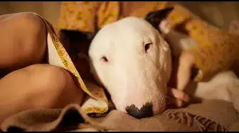 Video thumbnail for Can You Trust an English Bull Terrier?