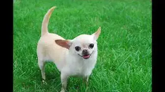 Video thumbnail for Chihuahua FAQs