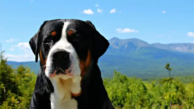 Video thumbnail for 15 Pros and Cons of Owning a Greater Swiss Mountain Dog