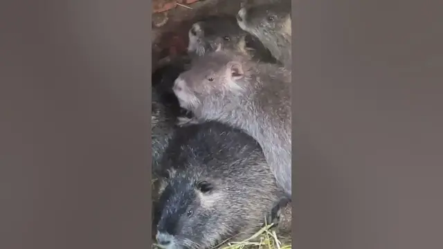 Video thumbnail for Nutrias, also known as coypus, are large rodents native to South America.🤔🤨#shorts
