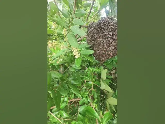 Video thumbnail for Gain Honey in Forest #Baby #Wild #Birds #Nest #Nature #Newborn #Feathered #Hatching