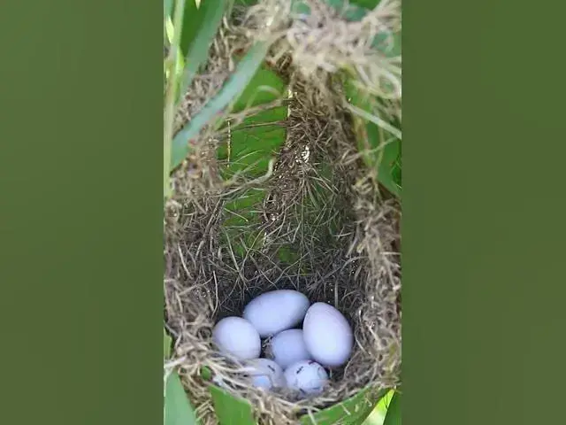 Video thumbnail for Egg Golden Bird in Nest    #animals #nature #birds #bird #pets #aviary #cute #animal #pet #birdsound